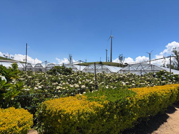 Rows of white flower greenhouses framed by blooming shrubs and distant wind turbines under a blue sky.