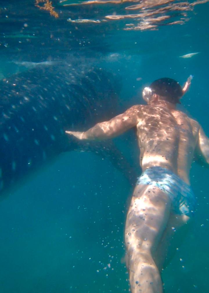 Underwater shot of swimmer next to a large whale shark in blue water.