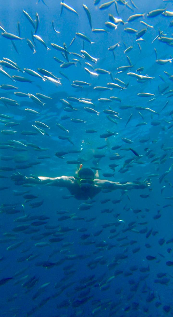 Snorkeler glides underwater surrounded by a school of small fish in clear blue sea.