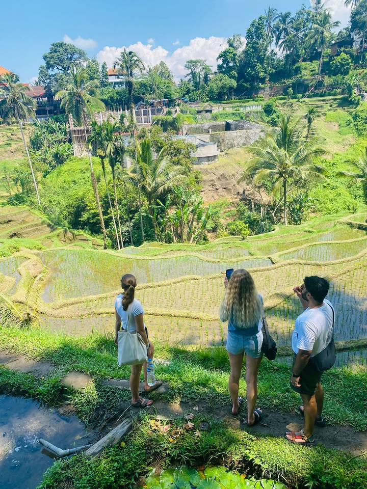 Travelers capture photos of emerald rice terraces from a higher vantage point.