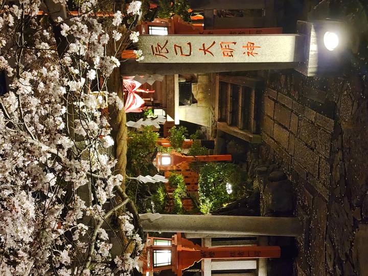 Nighttime shrine entrance beneath blooming cherry blossoms illuminated by warm lantern light.