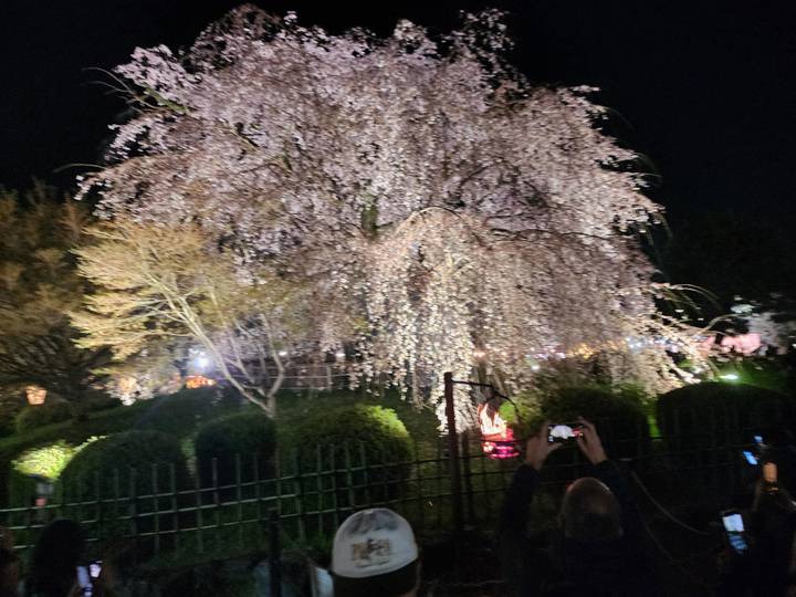 Blurry night scene of a large cherry tree in bloom with onlookers taking photos.