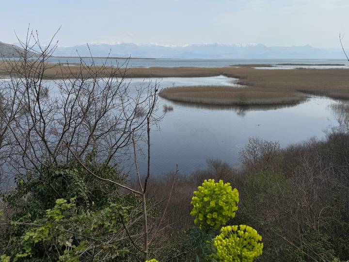 Wetland lake with reed islands and distant snow-capped mountains framed by bare winter branches.