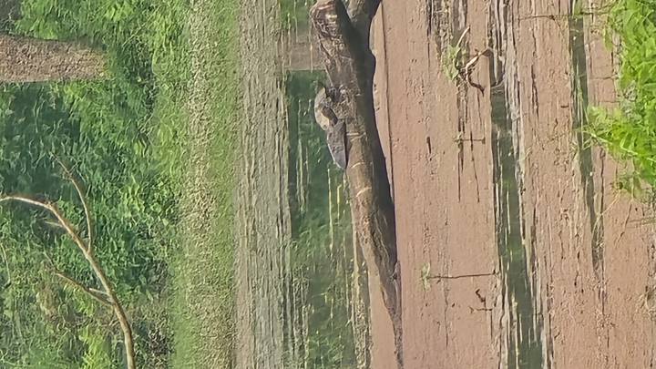 A crocodile or large lizard rests on a fallen log in a muddy wetland pool.