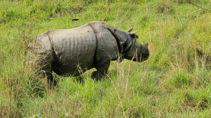 A one-horned rhinoceros walking through tall green grass in a natural reserve.
