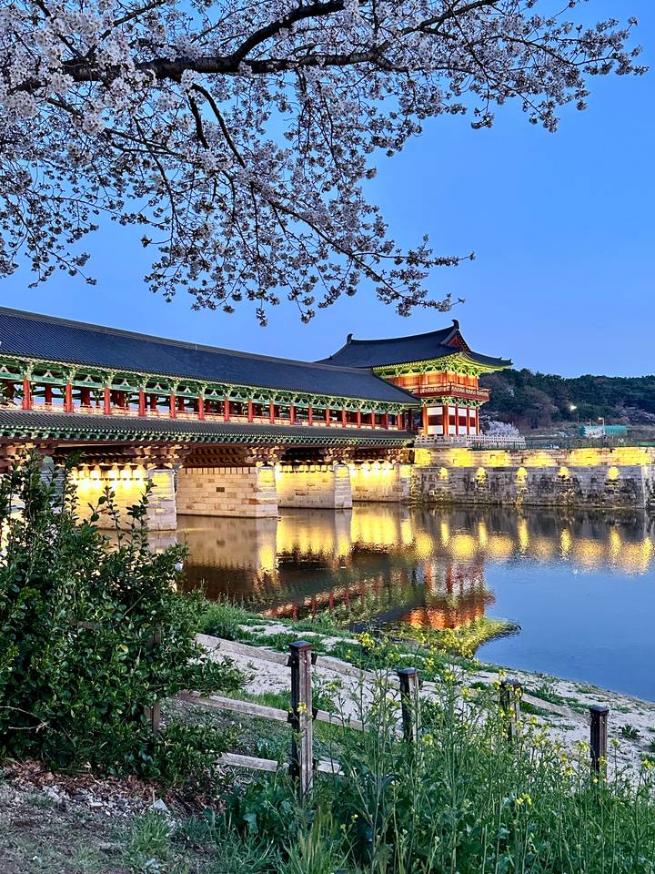 Illuminated traditional Korean covered bridge reflected perfectly in still water at blue hour with cherry-blossom branches overhead.