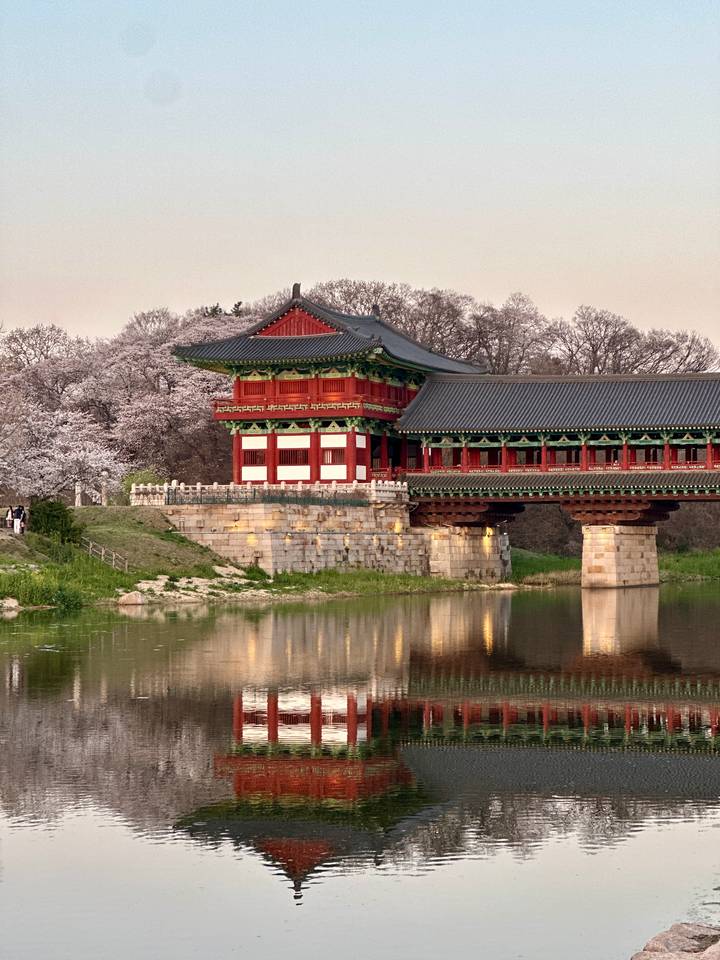 Traditional Korean bridge and pavilion accented by blooming cherry trees at dusk, warmly lit and reflected in the pond.