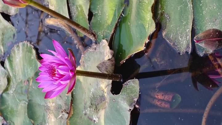 Vibrant pink lotus flower blooming above green lily pads on still pond water.