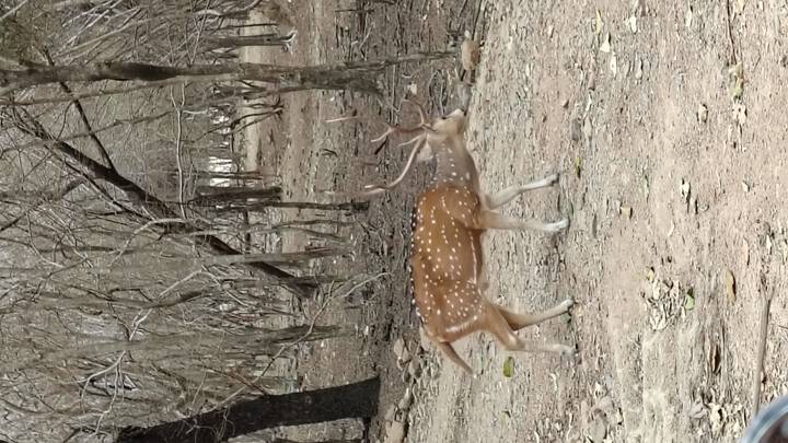 Spotted deer with antlers walking through a dry forest clearing.