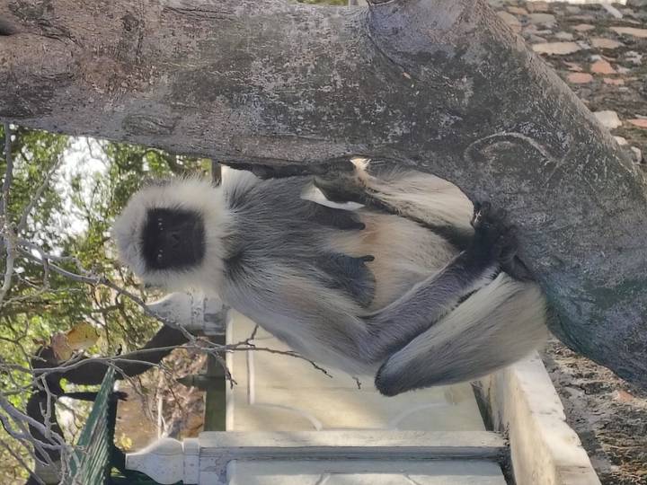 Grey langur monkey perched on a tree trunk, looking toward the camera.