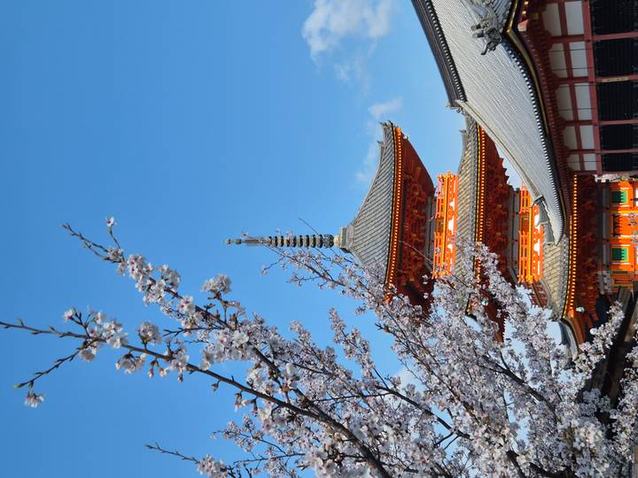 Vibrant pagoda framed by cherry blossoms against a clear blue sky in Kyoto.