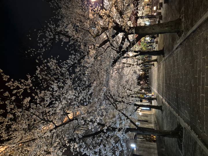 Nighttime walkway lined with fully blooming cherry trees forming a tunnel of blossoms.