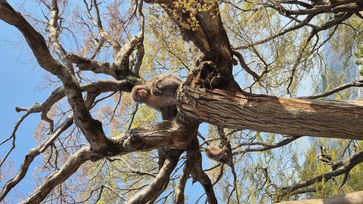 Japanese macaques relaxing on the branches of a tall tree overlooking the valley.