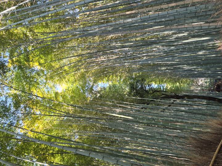 Towering bamboo grove with sunlight filtering through tall green stalks.
