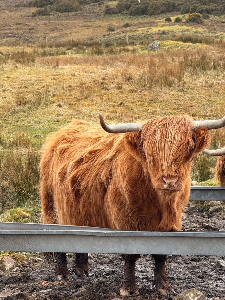 Close-up portrait of a shaggy Highland cow with long horns standing in a grassy field.