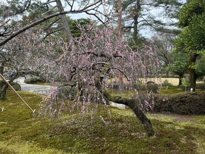 A delicate weeping cherry tree in full pink bloom stands over a moss-covered garden floor with stone paths winding through a traditional Japanese garden setting.