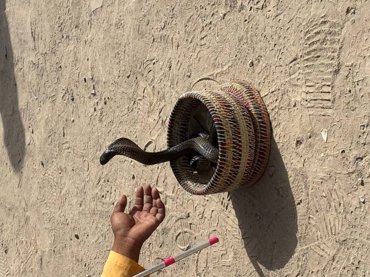Cobra rising from a woven basket as a handler’s hand gestures nearby on dusty ground.