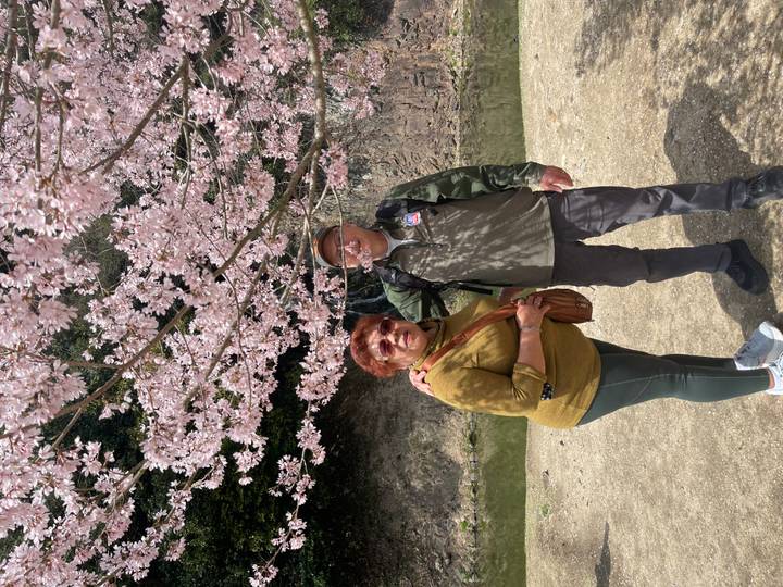 Couple standing beneath a canopy of pink cherry blossoms in full bloom.