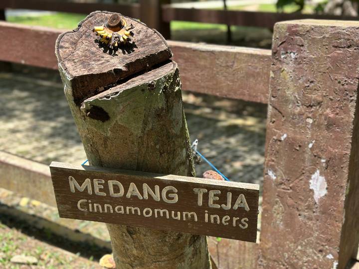 Close-up of a wooden plant label reading 'Medang Teja Cinnamomum iners' in a botanical garden.