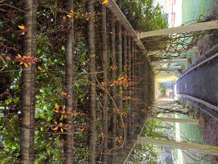 Shaded garden walkway under hanging vines and orange blossoms in Sri Lanka’s botanical gardens.