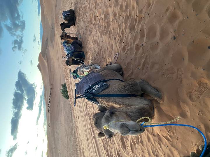 Line of resting camels kneel on warm desert sand under a pastel evening sky with distant caravan silhouettes.