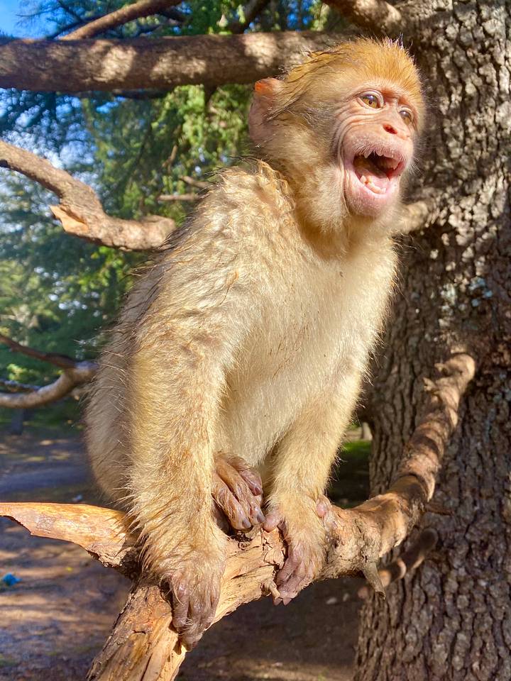 Close-up of a Barbary macaque perched on a tree branch in dappled forest light.