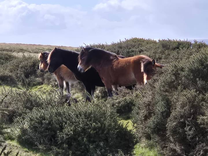 Three wild Dartmoor ponies grazing among dense gorse bushes on open moorland.