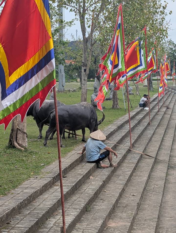 Water buffalo tethered near colorful festival flags and locals resting on stone steps