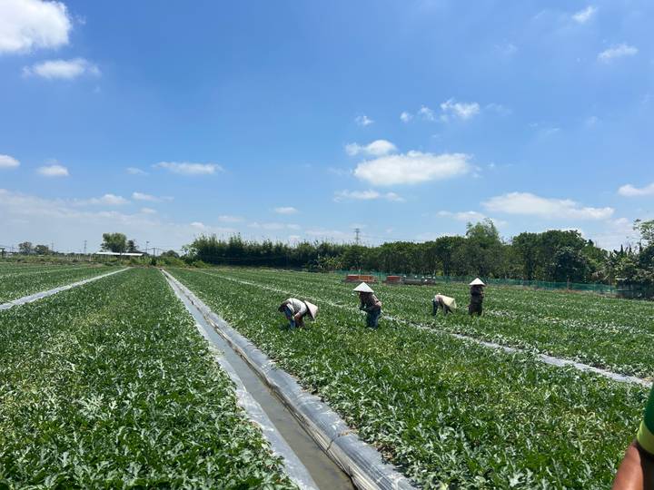 Workers harvesting crops in wide green vegetable fields under a clear blue sky