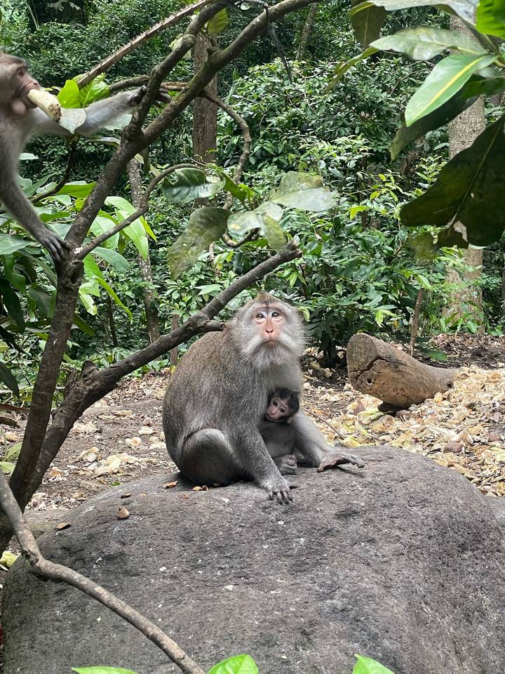 Mother long-tailed macaque cuddling her baby in a tropical forest setting.