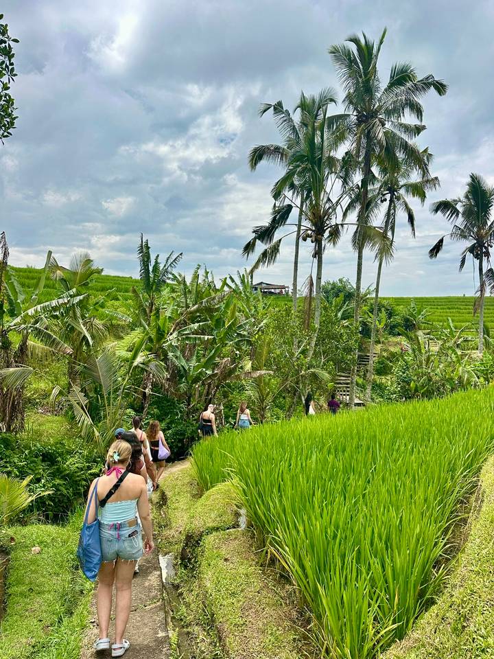 Backpackers trek through lush green rice terraces bordered by palm trees under cloudy skies.