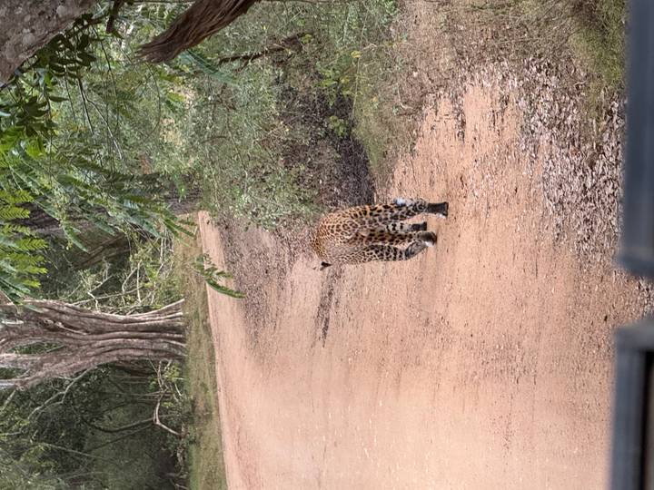 Leopard walking away along a dirt track in a forest reserve.