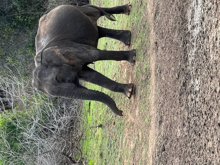 Asian elephant standing on grassy terrain with sparse bushes behind.
