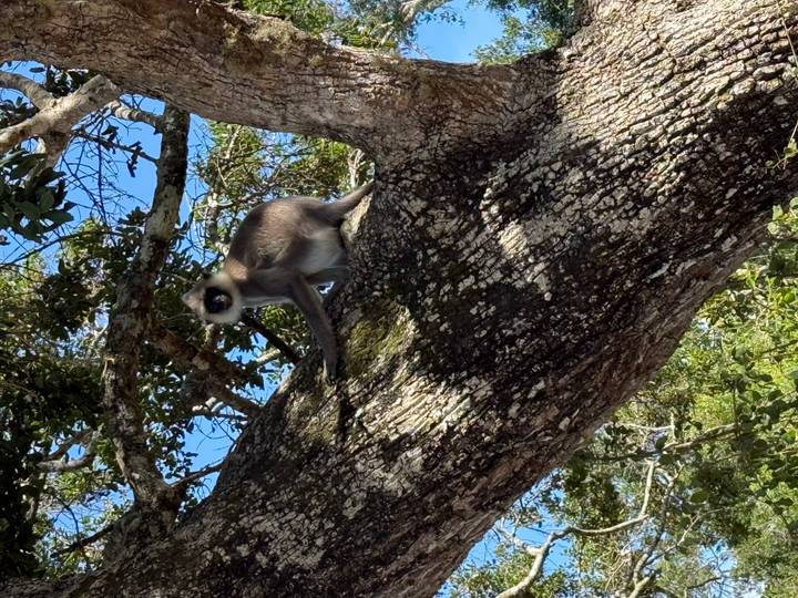 Gray langur monkey perched on a thick tree branch under bright blue sky.