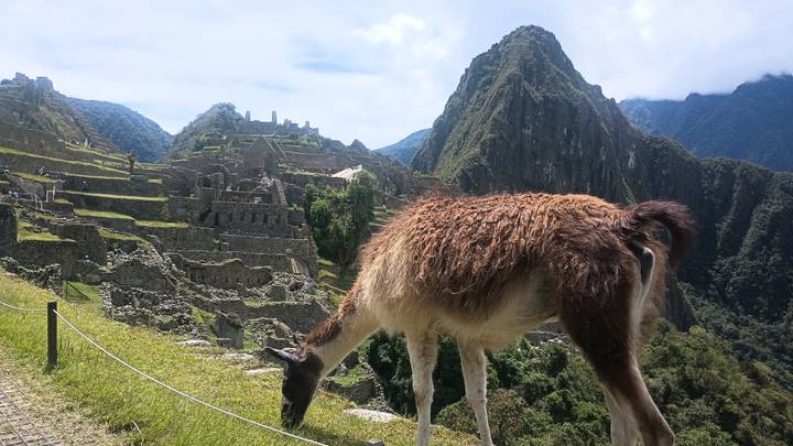 Llama grazing among the stone terraces of Machu Picchu with iconic peak rising behind.