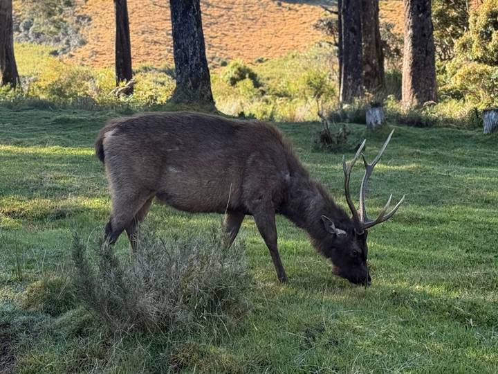 A deer with branching antlers grazes on green meadow grass beneath tall trees in soft morning light.