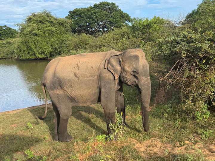 Wild Asian elephant stands beside a waterhole surrounded by green shrubs and trees on a sunny day.