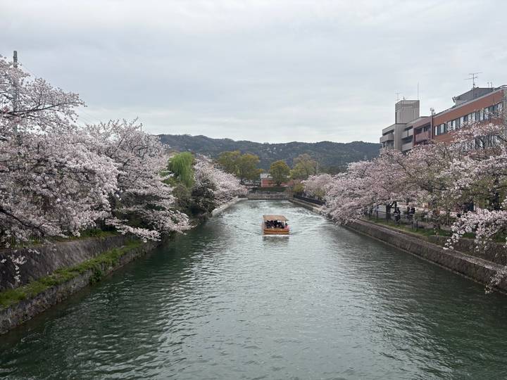 A single boat cruises down a blossom-lined canal framed by distant hills.