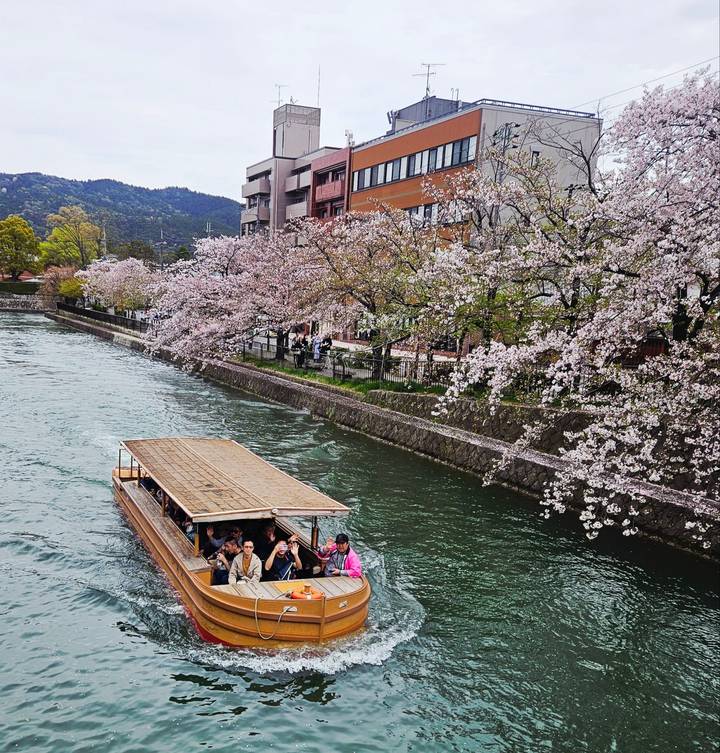 Wooden sightseeing boat gliding along a cherry-blossom-lined canal with spring foliage and mountains beyond.