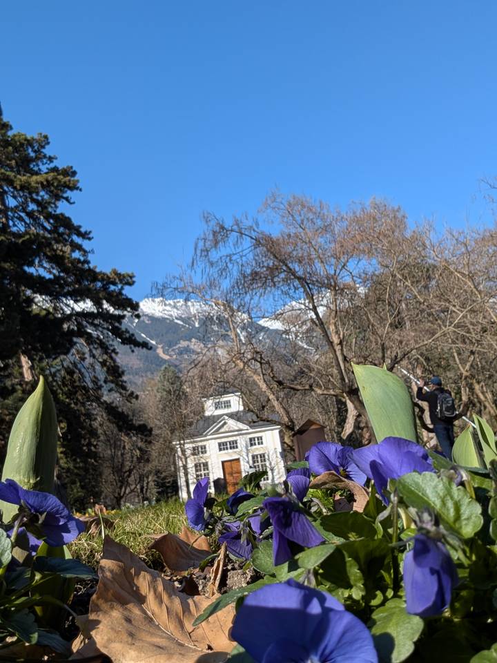 Close-up of a purple iris with a mountain village and snowy peaks blurred behind.