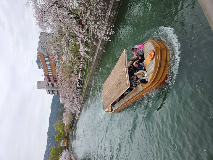Wooden boat of tourists glides along a cherry-blossom-lined canal