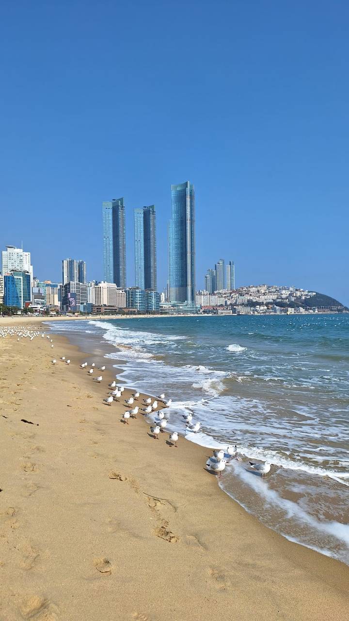 Sunny urban beach with seagulls, gentle waves, and modern high-rise skyline in Busan.
