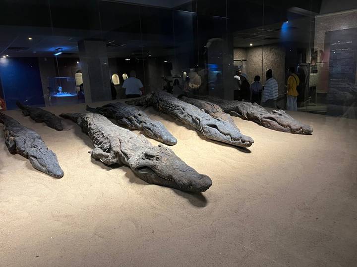 Mummified crocodiles displayed on sand inside a dimly lit museum gallery while visitors look on through glass.