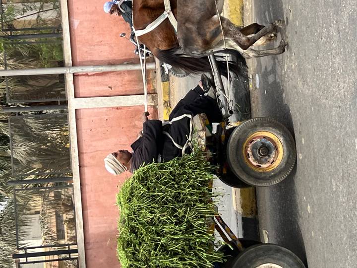 A man rides a small cart pulled by a horse carrying fresh fodder through city streets.