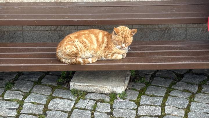 Orange tabby cat curled up asleep on a wooden bench over cobblestone pavement.