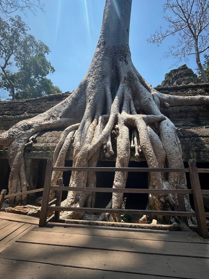 Massive tree roots engulf the stone walls of an ancient Khmer temple ruin.