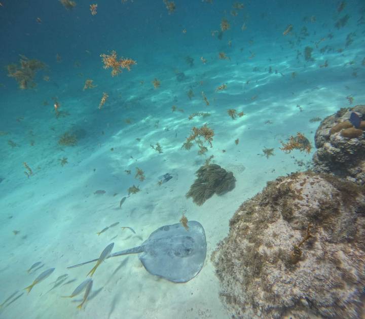 Underwater scene of clear turquoise sea floor with a stingray, small reef fish and floating seaweed.