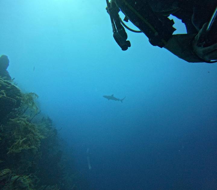 Deep-blue open water dive with a distant shark silhouette and part of a diver’s gear in the foreground.