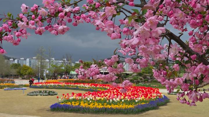 Vibrant beds of tulips and other flowers bloom under pink blossoms against a backdrop of city apartments and dark storm clouds.