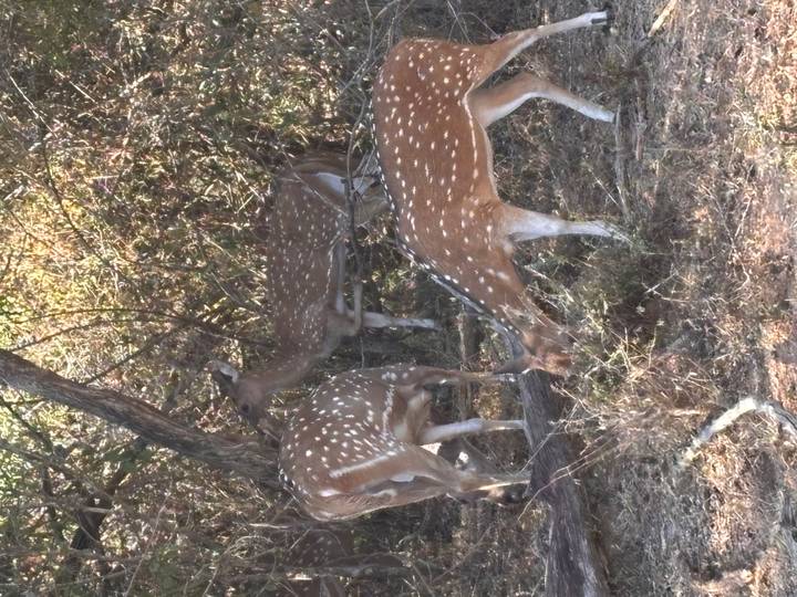 Spotted deer graze among dry bushes and branches in the wild
